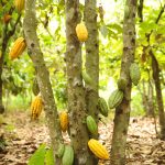 Es ist ein Kakaobaum zu sehen mit Kakaoschoten dran in den Farben grün und gelb.