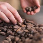 Auf dem Bild sehen Sie unsere Bio-Kakaobohnen aus originalem Bio- Arribakakao diese stammen aus der Kooperative Aprokane in Esmeralda. Sie sehen gerade unsere Kakaobohnen vom Tisch aufgesammelt um zu erkennen...